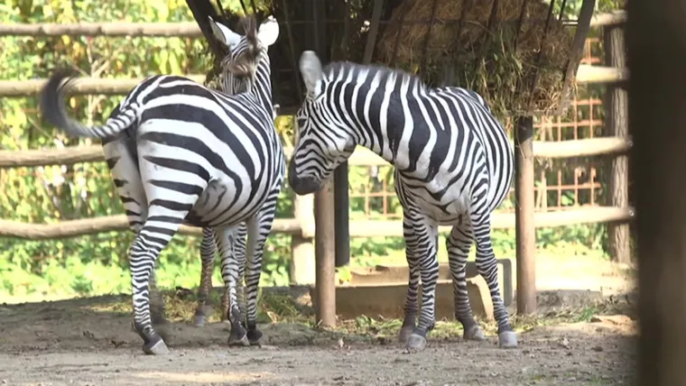 Planirate uskoro u ZOO s djecom? Pripremite se na znatiželjna dječja pitanja uz Voyo