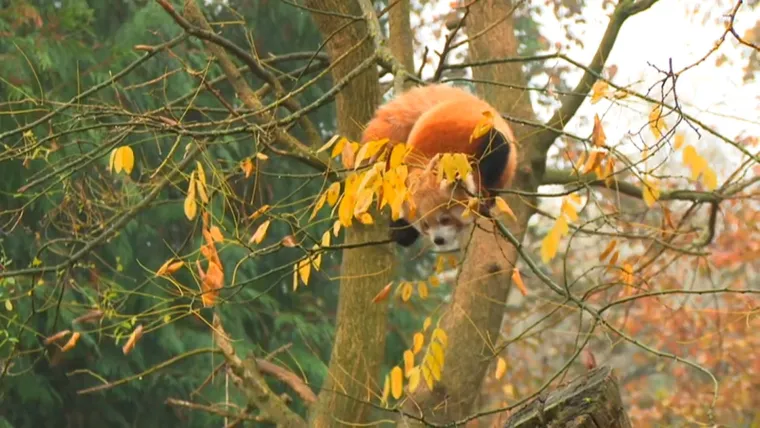 Planirate uskoro u ZOO s djecom? Pripremite se na znatiželjna dječja pitanja uz Voyo