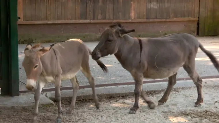 Planirate uskoro u ZOO s djecom? Pripremite se na znatiželjna dječja pitanja uz Voyo