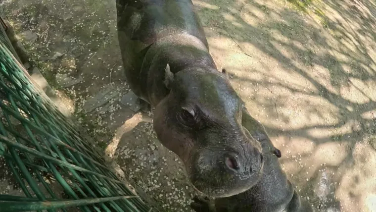 Planirate uskoro u ZOO s djecom? Pripremite se na znatiželjna dječja pitanja uz Voyo