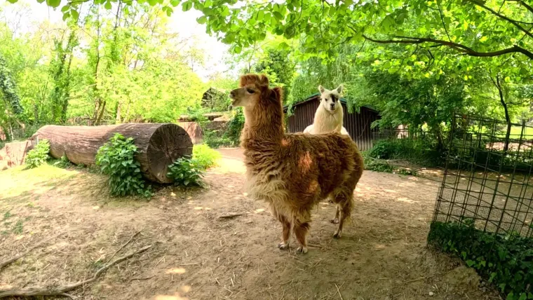 Planirate uskoro u ZOO s djecom? Pripremite se na znatiželjna dječja pitanja uz Voyo