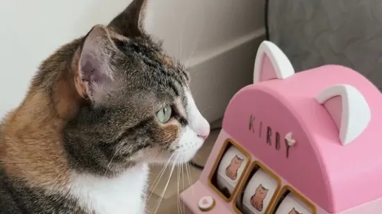 Odličan način kako zabaviti i nagraditi macu