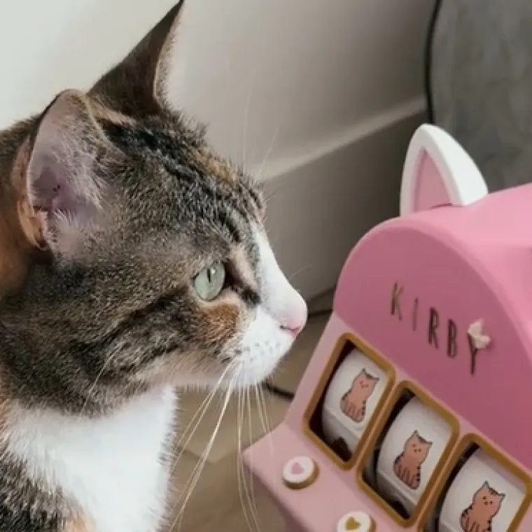 Odličan način kako zabaviti i nagraditi macu