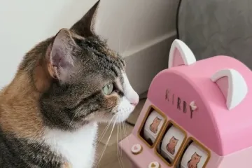 Odličan način kako zabaviti i nagraditi macu