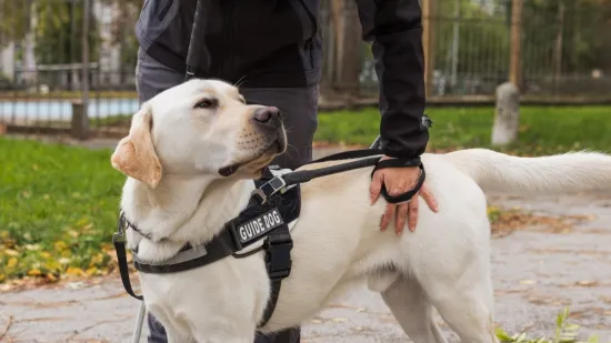 [KVIZ] Koliko će&scaron; točnih odgovora imati na pitanjima o psima vodičima?