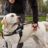 [KVIZ] Koliko će&scaron; točnih odgovora imati na pitanjima o psima vodičima?