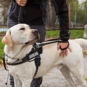 [KVIZ] Koliko će&scaron; točnih odgovora imati na pitanjima o psima vodičima?