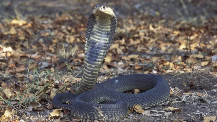 Tradicionalan ples sa zmijama po&scaron;ao po zlu: Kobra se uvukla Nijemcu u hlače i ubila ga