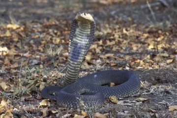 Tradicionalan ples sa zmijama po&scaron;ao po zlu: Kobra se uvukla Nijemcu u hlače i ubila ga