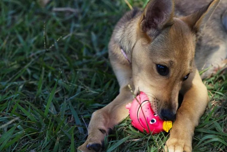Veterinar upozorava: Ovih pet vrsta igračaka nikada ne biste trebali dati svom psu