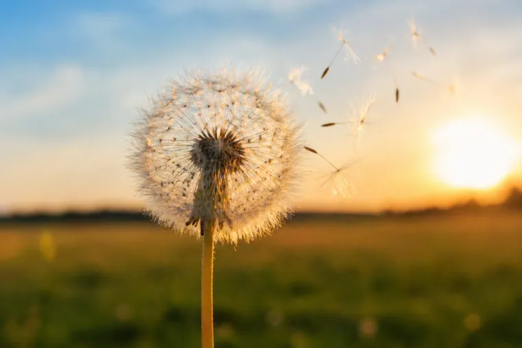 Od zvijezde padalice do djeteline: Vjerujemo da ispunjavaju želje, evo prave istine