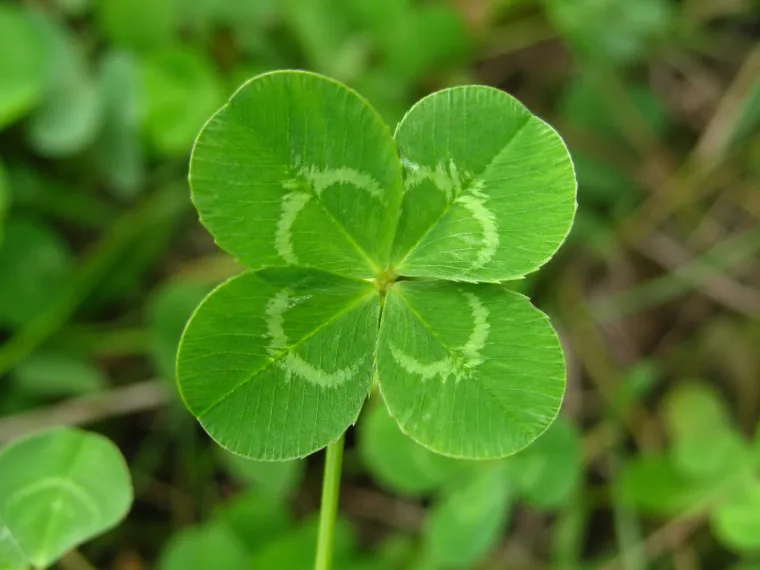 Od zvijezde padalice do djeteline: Vjerujemo da ispunjavaju želje, evo prave istine