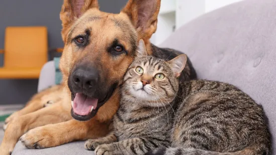 Ovo će za&scaron;tititi mačke i pse od zlostavljanja: Europska unija donijela novu uredbu