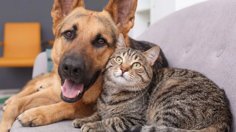 Ovo će za&scaron;tititi mačke i pse od zlostavljanja: Europska unija donijela novu uredbu