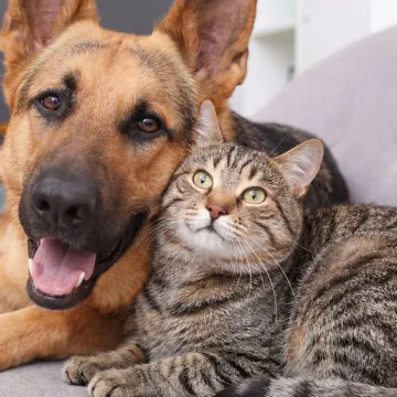 Ovo će za&scaron;tititi mačke i pse od zlostavljanja: Europska unija donijela novu uredbu