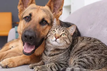 Ovo će za&scaron;tititi mačke i pse od zlostavljanja: Europska unija donijela novu uredbu