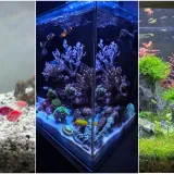 Kao &scaron;areni konfeti: Poslali ste nam fotografije va&scaron;ih ribica, odu&scaron;evili ste nas!