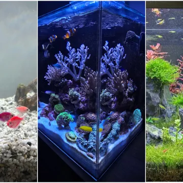 Kao &scaron;areni konfeti: Poslali ste nam fotografije va&scaron;ih ribica, odu&scaron;evili ste nas!