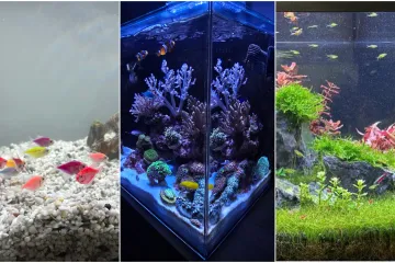 Kao &scaron;areni konfeti: Poslali ste nam fotografije va&scaron;ih ribica, odu&scaron;evili ste nas!