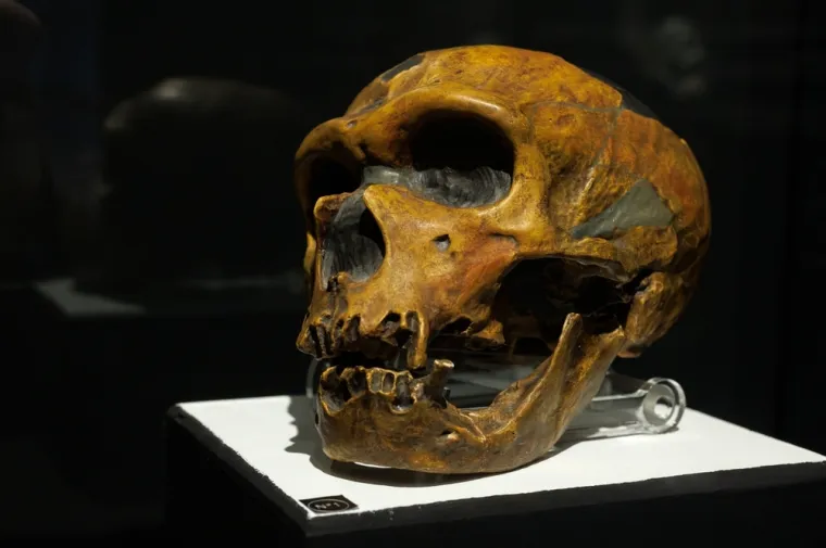 Razlike su vrlo male: Snimke mozga neandertalaca i modernih ljudi iznenadile znanstvenike