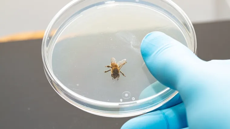 Pčele prolaze testove za koje smo mislili da su izvan njihovih mogućnosti