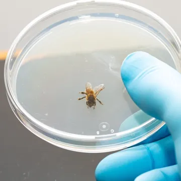 Pčele prolaze testove za koje smo mislili da su izvan njihovih mogućnosti