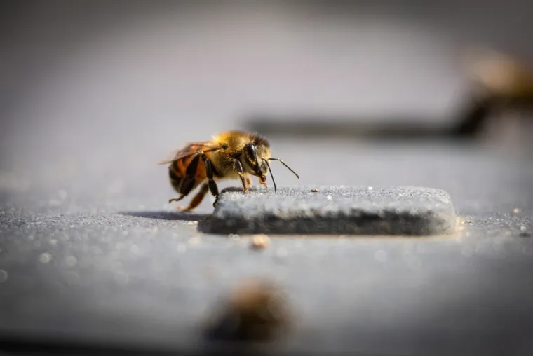 Pčele prolaze testove za koje smo mislili da su izvan njihovih mogućnosti