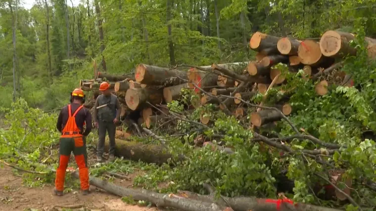 Zagreb se jo&scaron; oporavlja od velike oluje: 'Samo ovdje je stradalo oko 1600 stabala'