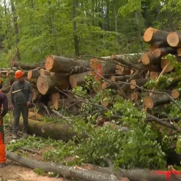 Zagreb se jo&scaron; oporavlja od velike oluje: 'Samo ovdje je stradalo oko 1600 stabala'