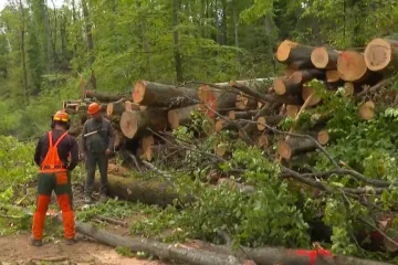 Zagreb se jo&scaron; oporavlja od velike oluje: 'Samo ovdje je stradalo oko 1600 stabala'