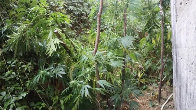 Neviđena razina lukavstva u Bugarskoj: Evo gdje je 'ekipa' uzgajala kanabis! Na&scaron;li i 600.000 &euro;