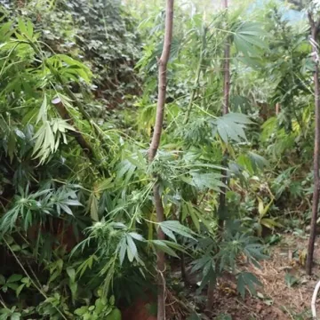 Neviđena razina lukavstva u Bugarskoj: Evo gdje je 'ekipa' uzgajala kanabis! Na&scaron;li i 600.000 &euro;