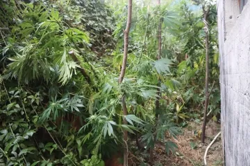 Neviđena razina lukavstva u Bugarskoj: Evo gdje je 'ekipa' uzgajala kanabis! Na&scaron;li i 600.000 &euro;