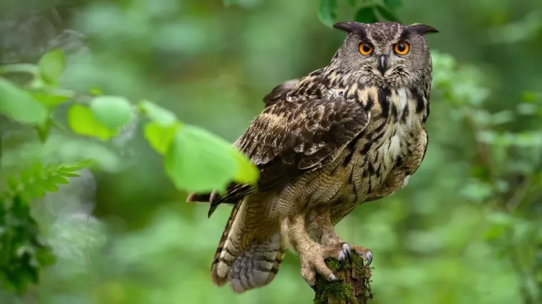 [KVIZ] Može&scaron; li rasturiti na pitanjima o sovama, najpoznatijim noćnim pticama?