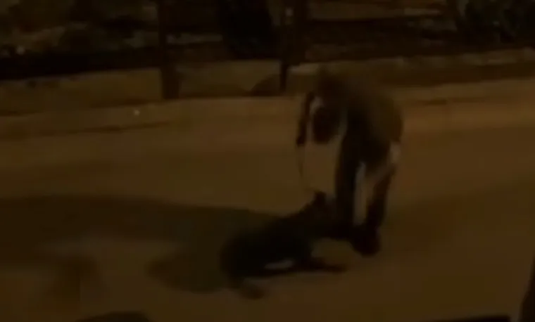 Mu&scaron;karac u Zagrebu brutalno tukao psa, sve je snimljeno! Imamo reakciju policije