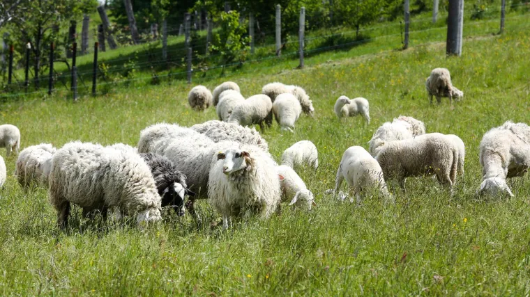 Pijani vozač (51) zabio se u stado ovaca kraj Belog Manastira: Njih 20 nije preživjelo
