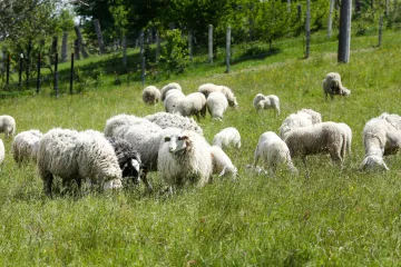 Pijani vozač (51) zabio se u stado ovaca kraj Belog Manastira: Njih 20 nije preživjelo