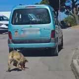Vlasnik vezao psa za automobil i vukao ga po &Scaron;ibeniku! 'Za&scaron;to nitko ne reagira?'