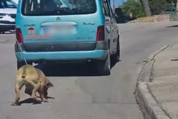 Vlasnik vezao psa za automobil i vukao ga po &Scaron;ibeniku! 'Za&scaron;to nitko ne reagira?'