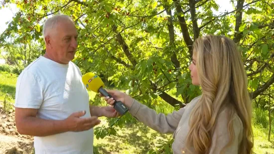 Cijena kilograma tre&scaron;nje &scaron;okirala Hrvate: 'Nema veze s realno&scaron;ću, masovno nas pljačkaju'
