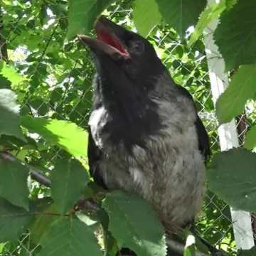 Vrane i 36 drugih vrsta ptica vi&scaron;e se boje žena nego mu&scaron;karaca!