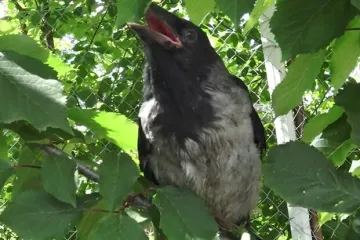 Vrane i 36 drugih vrsta ptica vi&scaron;e se boje žena nego mu&scaron;karaca!
