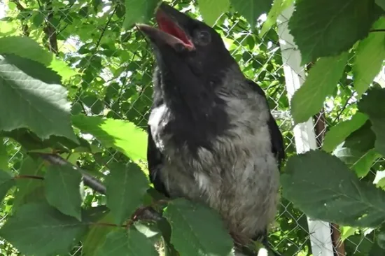 Vrane i 36 drugih vrsta ptica vi&scaron;e se boje žena nego mu&scaron;karaca!