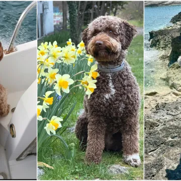 Izgleda kao pli&scaron;ana igračka, a vje&scaron;t je lovac na podzemno blago: Ovo su va&scaron;e fotografije!