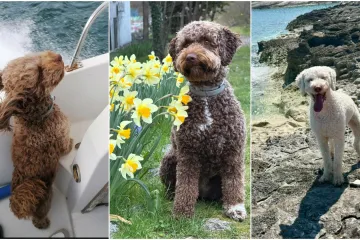 Izgleda kao pli&scaron;ana igračka, a vje&scaron;t je lovac na podzemno blago: Ovo su va&scaron;e fotografije!