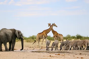 [KVIZ] Dokaži da ne mora&scaron; biti stručnjak za imati sve točno na pitanjima o afričkim životinjama