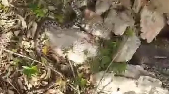 Pogledajte na &scaron;to je naletio Zvonimir u Novalji: 'Nije bilo ugodno, rekli su da se rijetko viđa'
