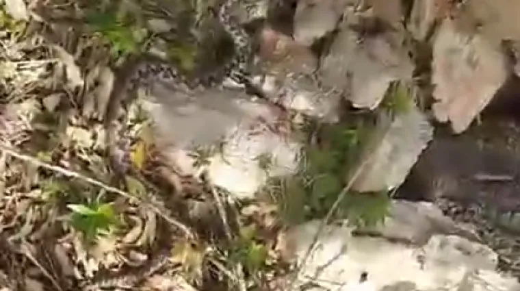 Pogledajte na &scaron;to je naletio Zvonimir u Novalji: 'Nije bilo ugodno, rekli su da se rijetko viđa'