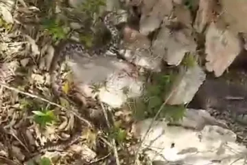 Pogledajte na što je naletio Zvonimir u Novalji: 'Nije bilo ugodno, rekli su da se rijetko viđa'