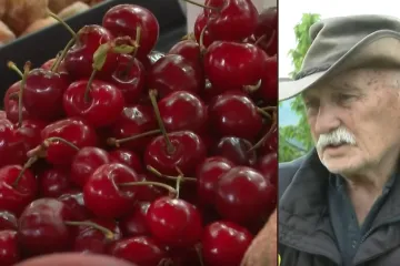 Brankove tre&scaron;nje ko&scaron;taju tri eura po kilogramu, evo u čemu je caka: 'Ni&scaron;ta ne ostane'